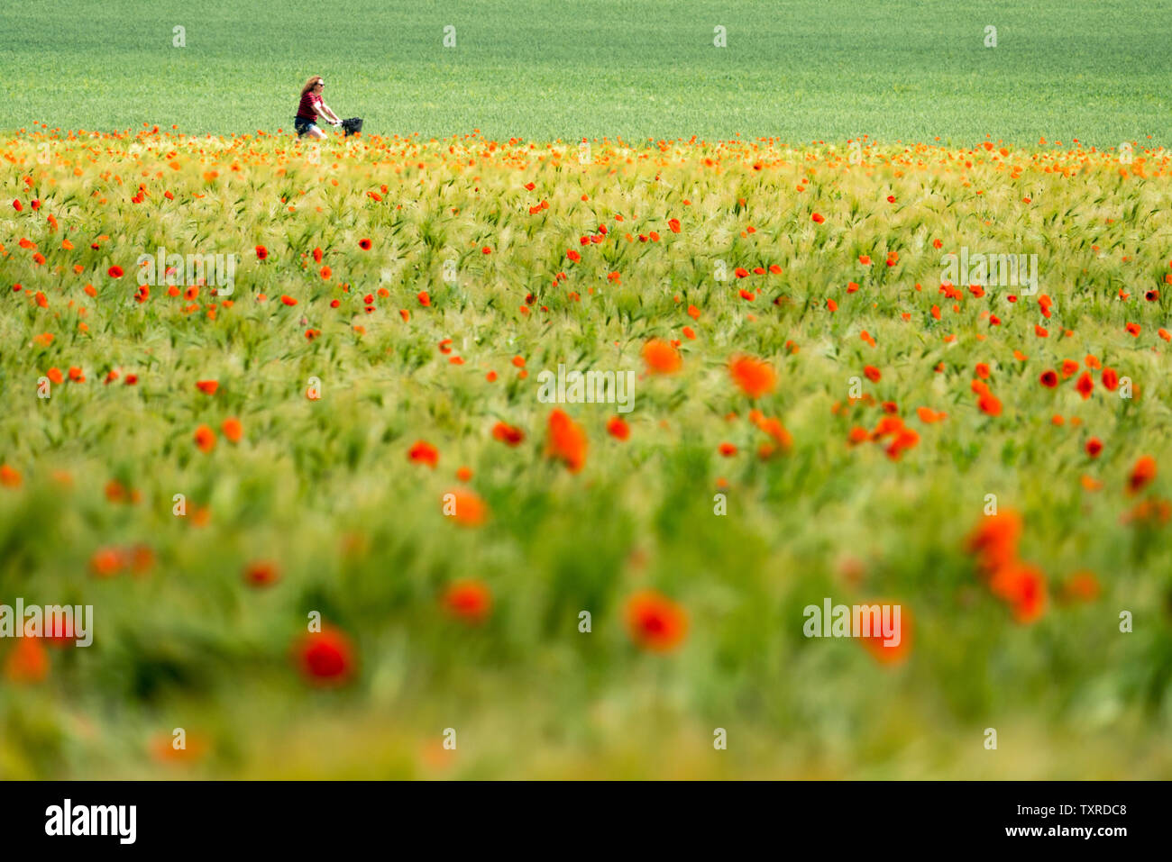 Pavot Rouge commun, champ de maïs, bicyclette, près de Oberweser Weser, Hautes terres, Weserbergland, Hesse, Allemagne Banque D'Images