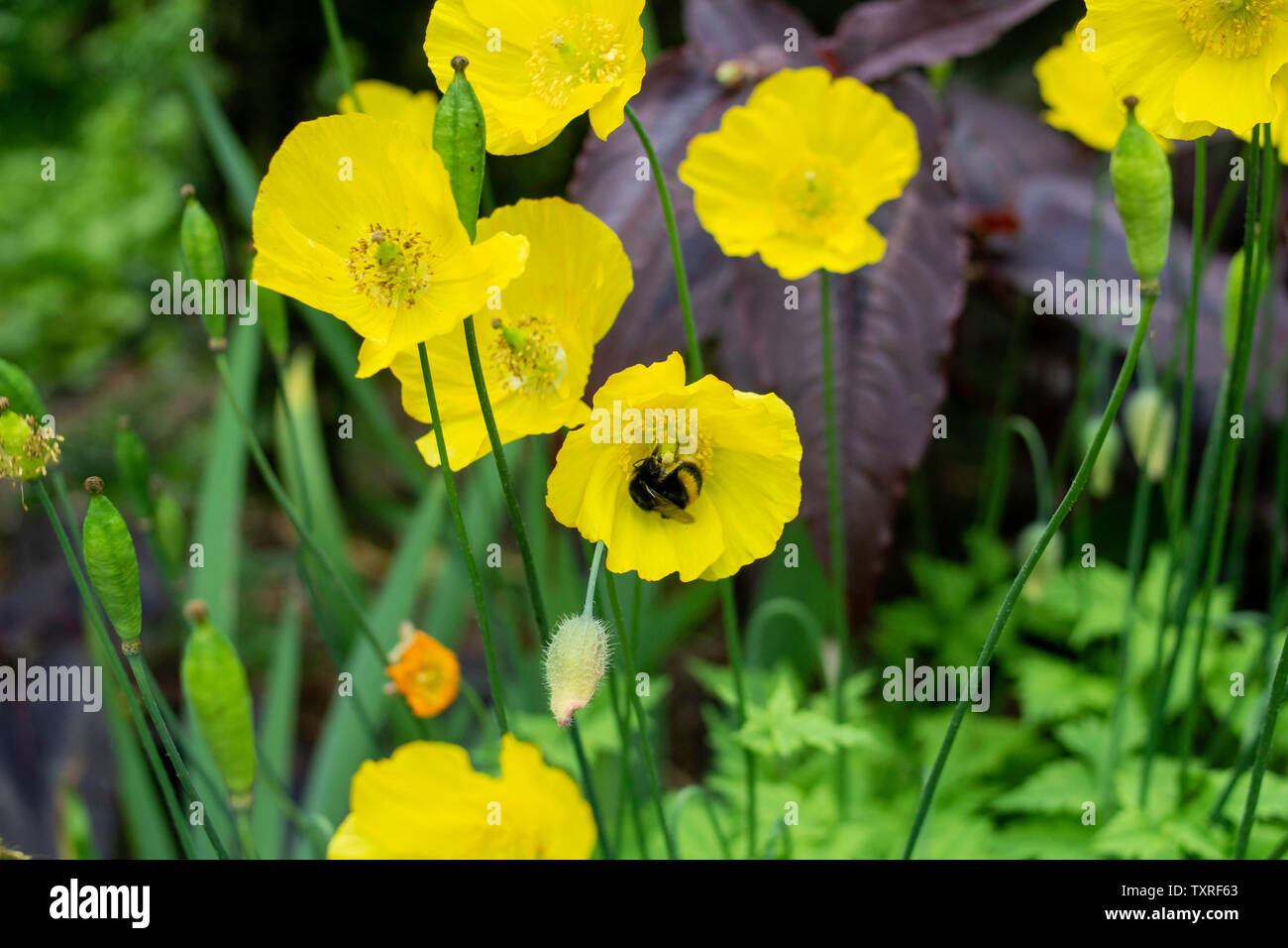 Un bourdon la collecte de nectar de jaune un Welsh Poppy Meconopsis cambrica (fleurs), Banque D'Images