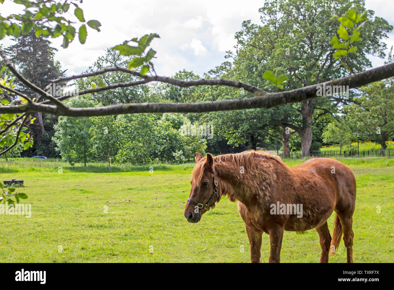 Cheval de couleur marron debout dans un champ sous une branche d'arbre en surplomb. Banque D'Images