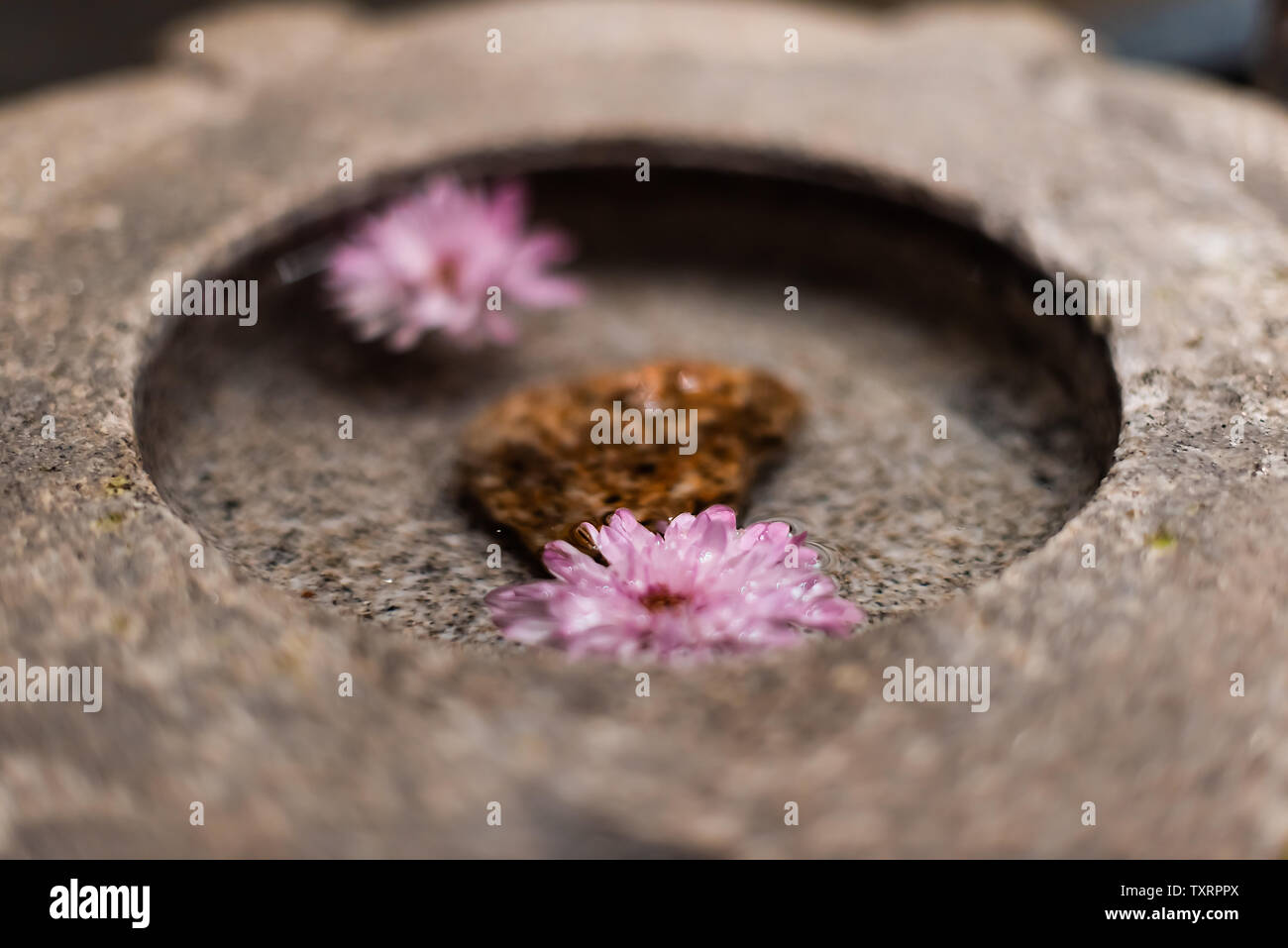 Fleur japonaise bassin en pierre avec des fleurs roses flottant sur l'eau en zen spa Banque D'Images