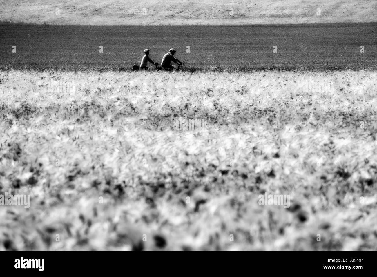 Pavot Rouge commun, champ de maïs, près de Oberweser Weser, Hautes terres, Thuringe, Hesse, Allemagne Banque D'Images