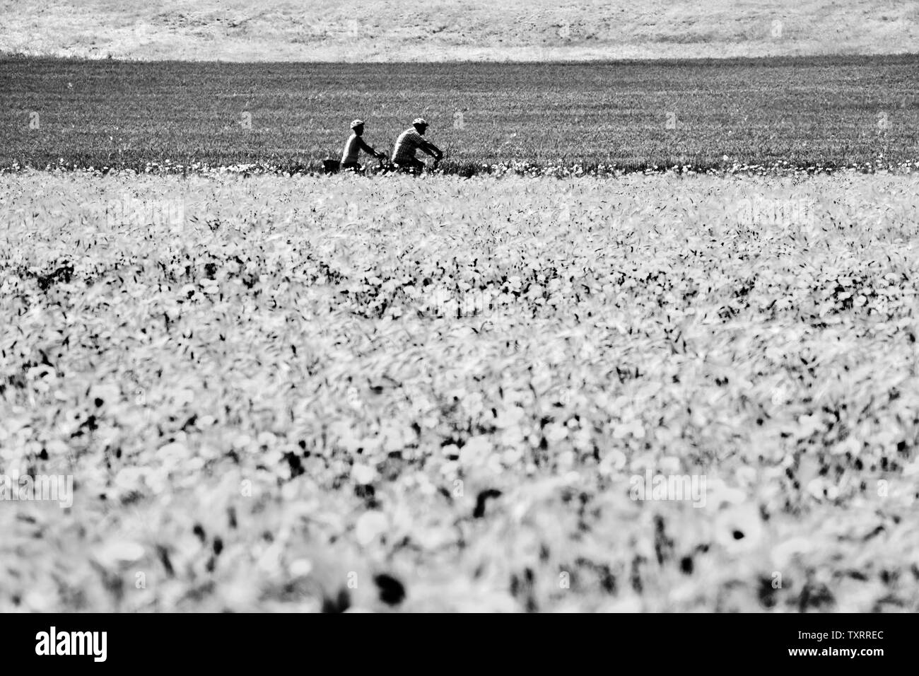 Pavot Rouge commun, champ de maïs, près de Oberweser Weser, Hautes terres, Thuringe, Hesse, Allemagne Banque D'Images
