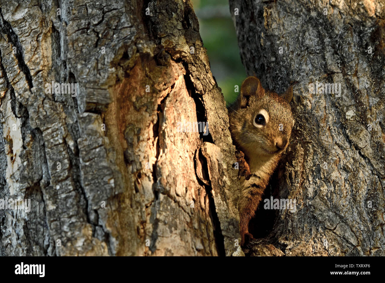 Un écureuil rouge ' Tamiasciurus hudsonicus', se peeking entre les troncs d'arbres dans les régions rurales de l'Alberta Canada. Banque D'Images