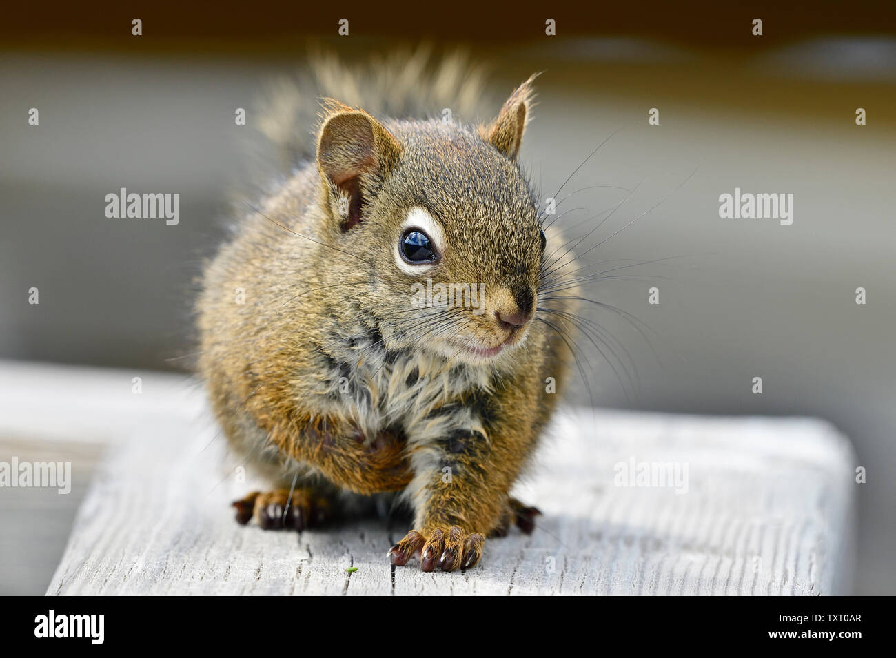 Un jeune Écureuil roux Tamiasciurus hudsonicus', 'la marche de l'avant sur une balustrade de bois dans la région de Hinton, Alberta, Canada. Banque D'Images