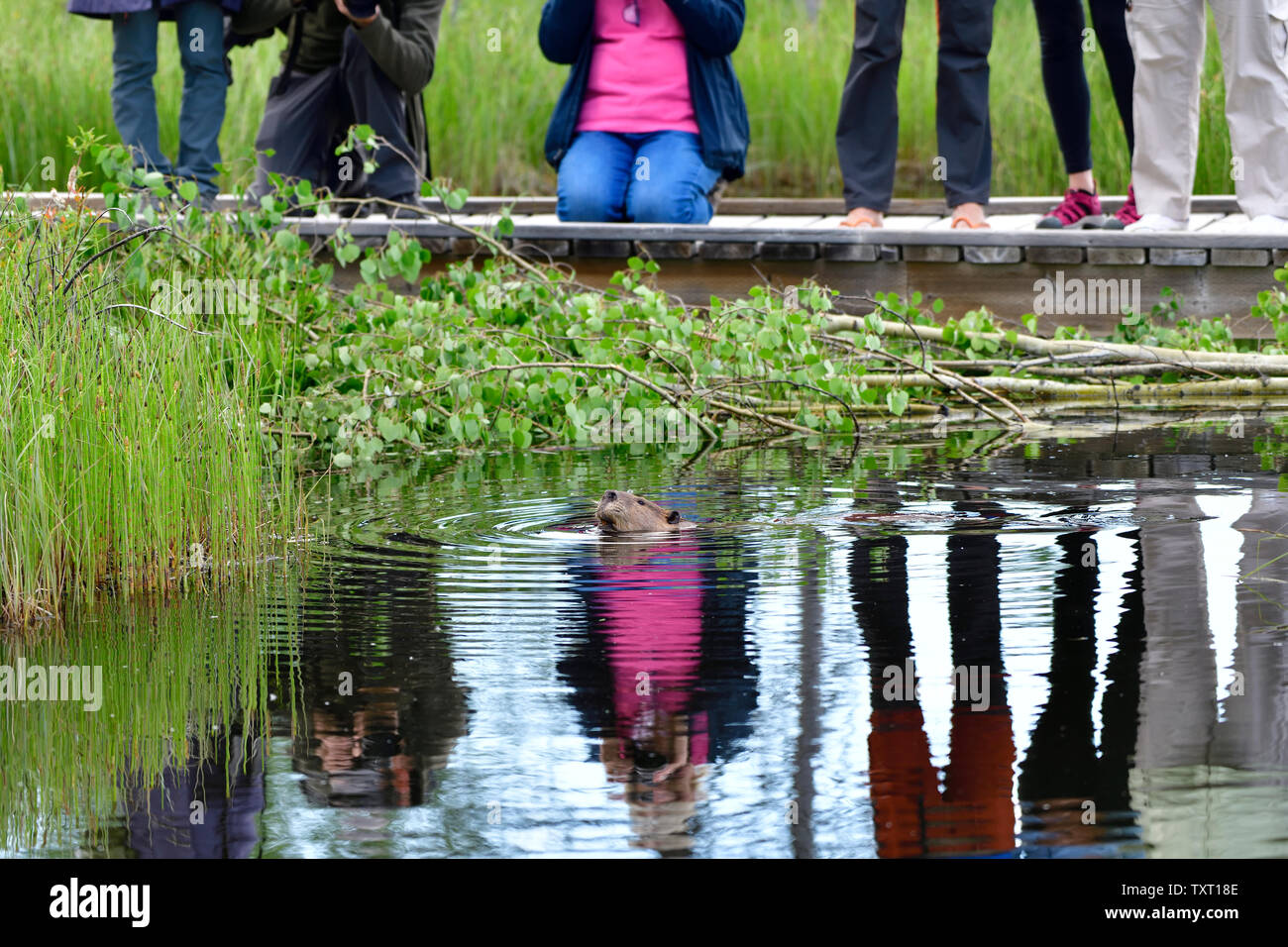 Les gens qui regardent un Castor Castor canadensis 'wild', se nourrissant de quelques feuilles de tremble à la promenade à Hinton, Alberta, Canada Banque D'Images