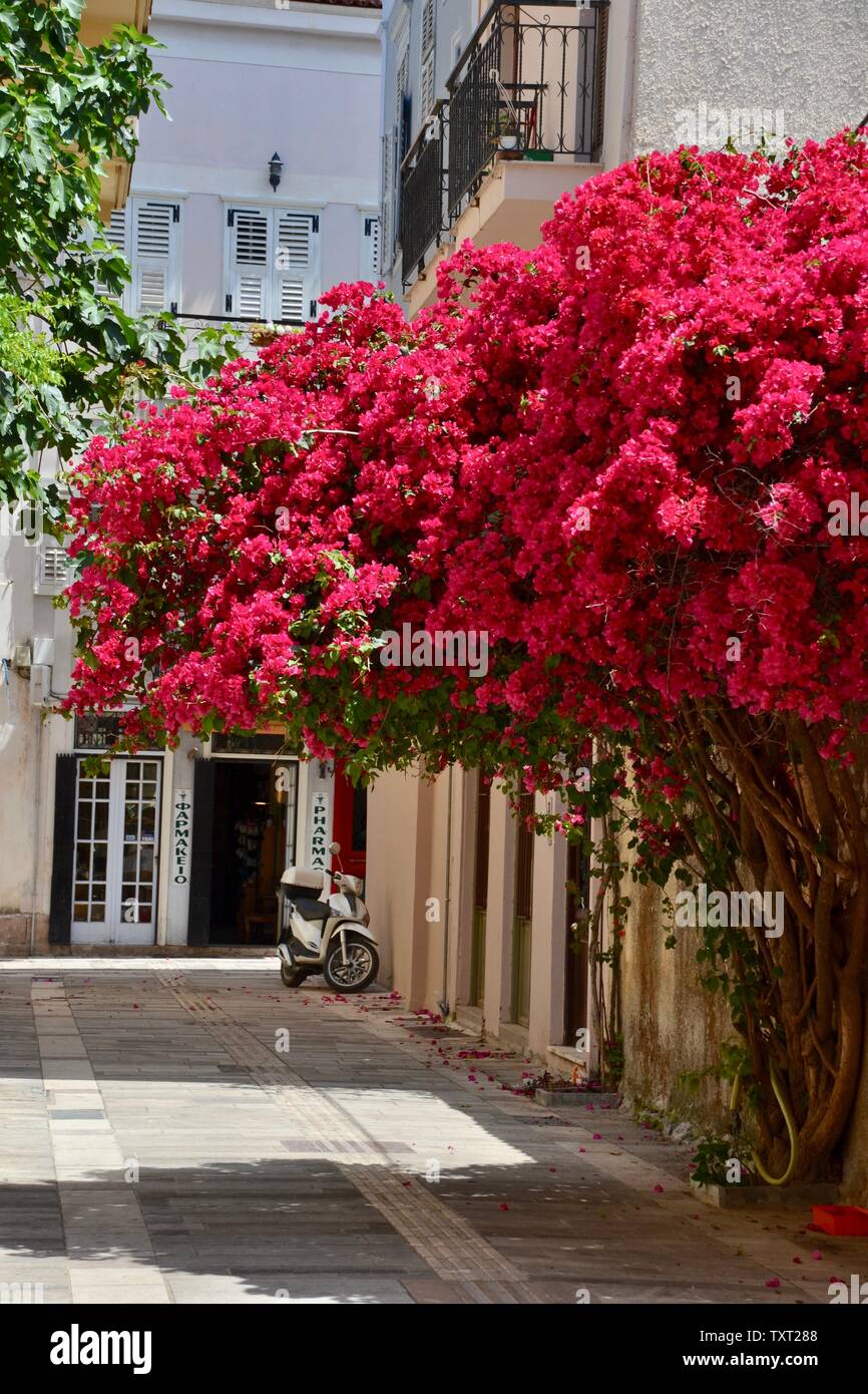 Bordée de fleurs rues de Nauplie, Grèce Banque D'Images