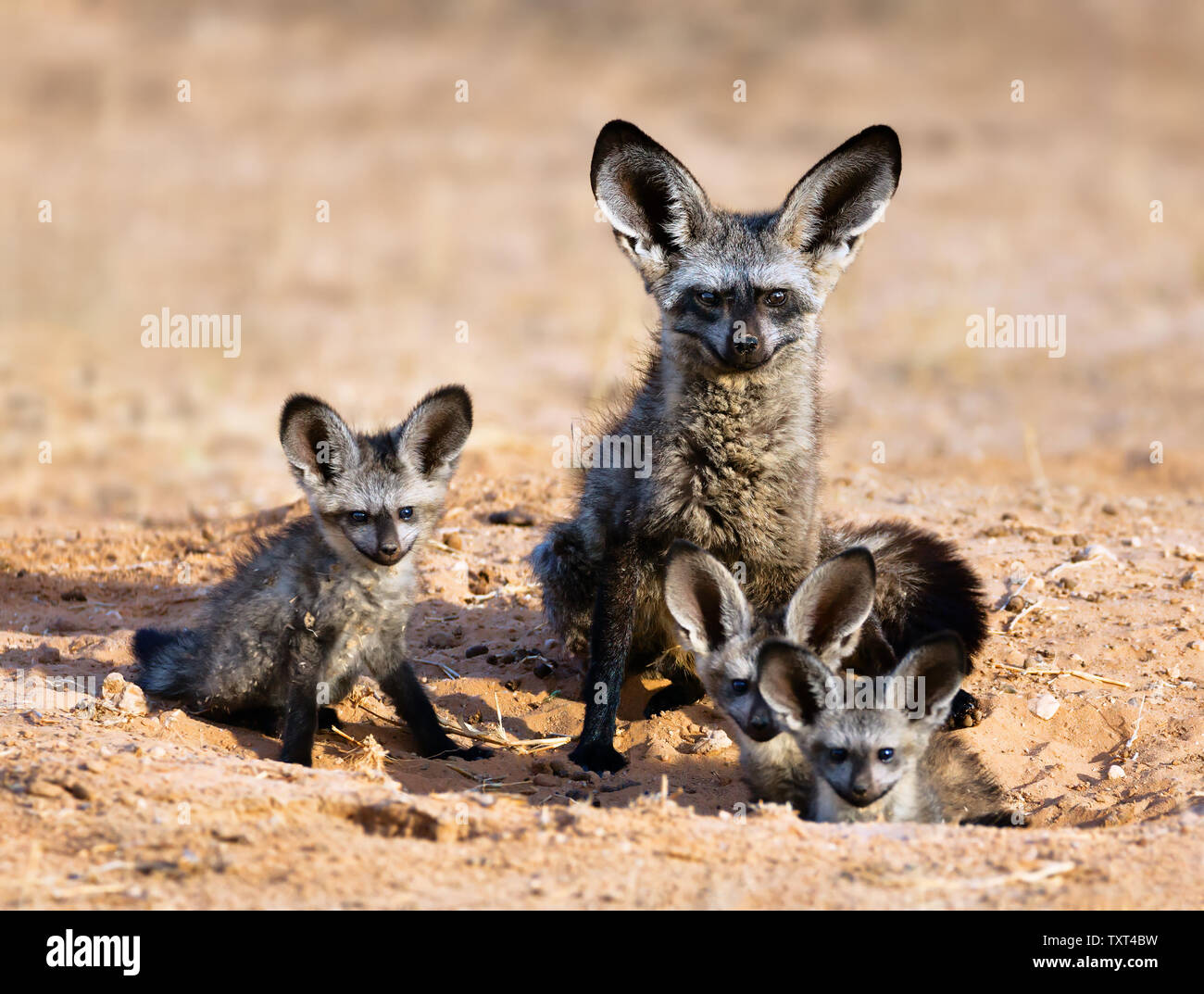 Bat-eared fox family portrait dans le parc transfrontalier de Kgalagadi. Otocyon megalotis Banque D'Images