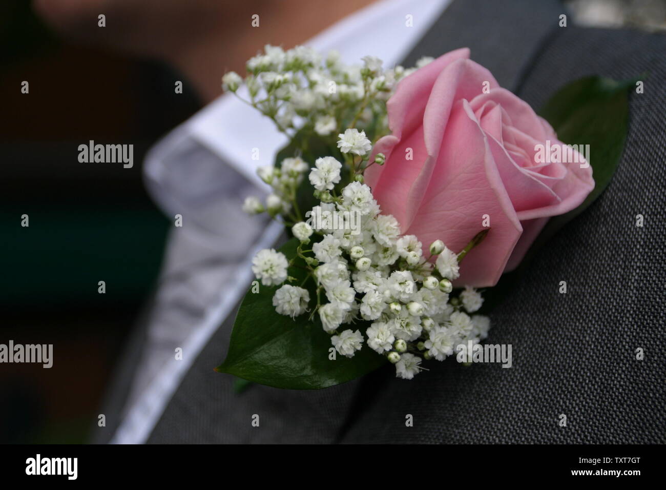 Close-up de boutonnière du marié de rose rose rehaussé de gypsophile ( gypsophila Photo Stock - Alamy