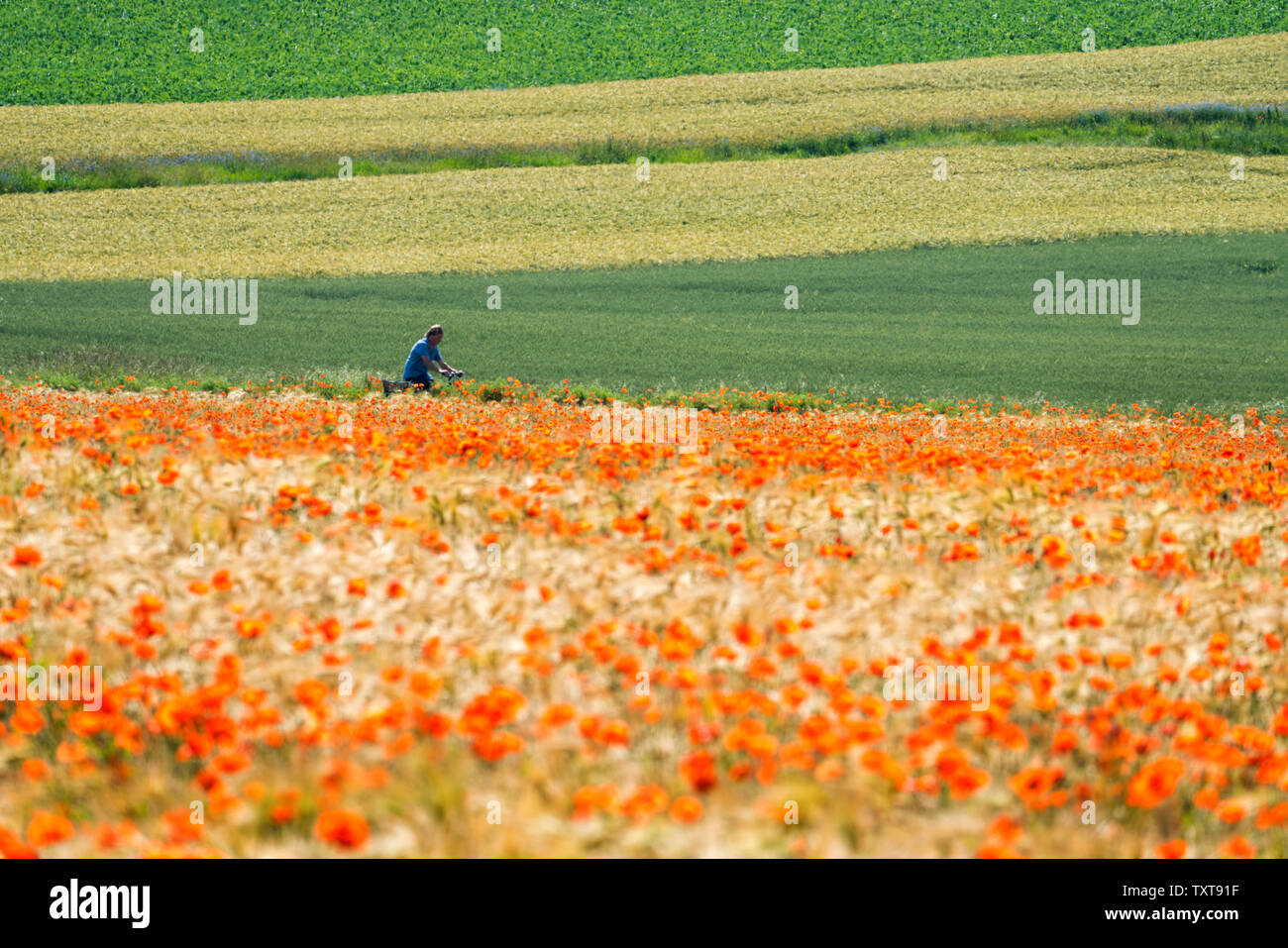 Pavot Rouge commun, champ de maïs, bicyclette, près de Oberweser Weser, Hautes terres, Weserbergland, Hesse, Allemagne Banque D'Images