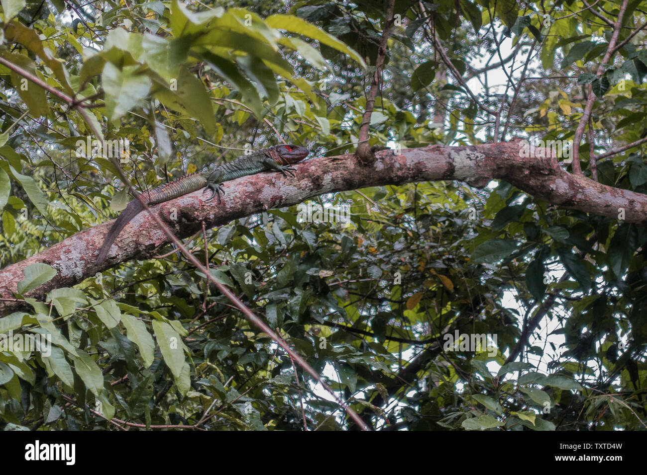 Iguane vert dans la forêt amazonienne, le Pérou, près d'Iquitos Banque D'Images