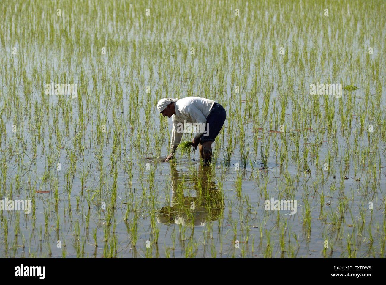 Une femme iranienne plantes riz dans une rizière inondée dans Amol city en province de Mazandaran 124 milles (200km) au nord de Téhéran, Iran, le 18 avril 2007. (Photo d'UPI/Mohammad Kheirkhah) Banque D'Images