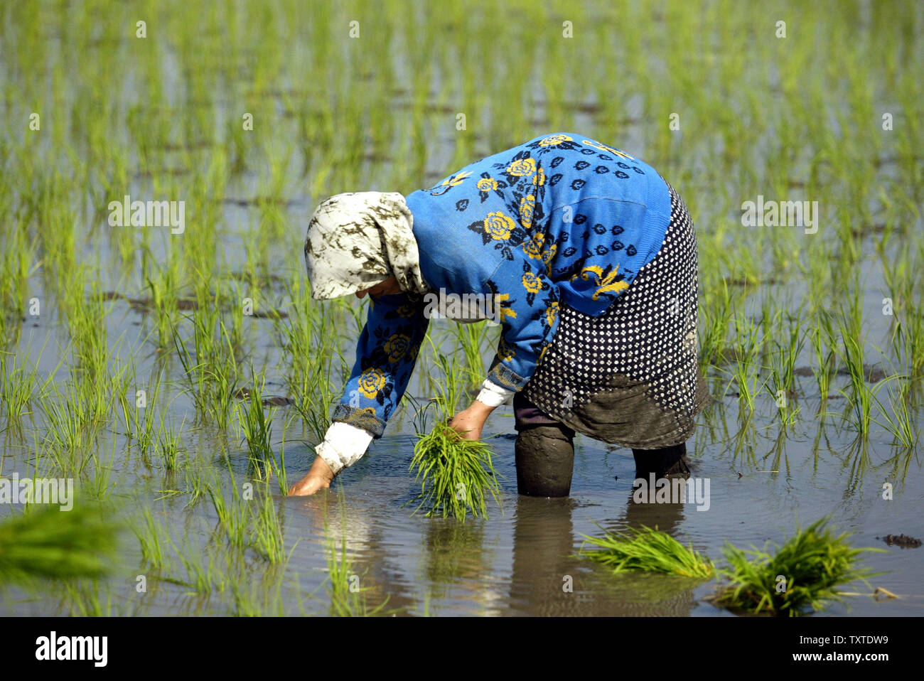 Une femme iranienne plantes riz dans une rizière inondée dans Amol city en province de Mazandaran 124 milles (200km) au nord de Téhéran, Iran, le 18 avril 2007. (Photo d'UPI/Mohammad Kheirkhah) Banque D'Images