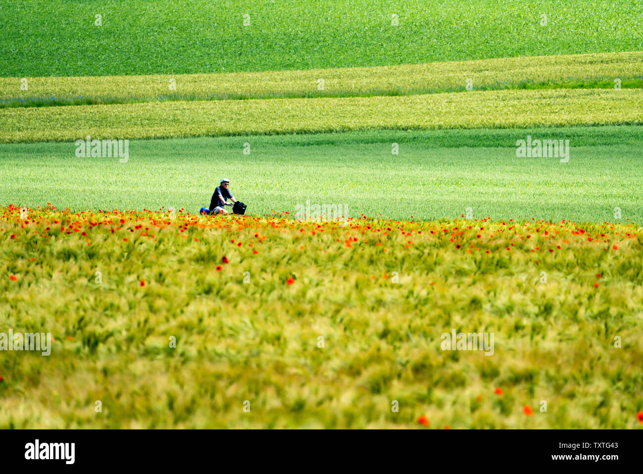 Pavot Rouge commun, champ de maïs, bicyclette, près de Oberweser Weser, Hautes terres, Weserbergland, Hesse, Allemagne Banque D'Images