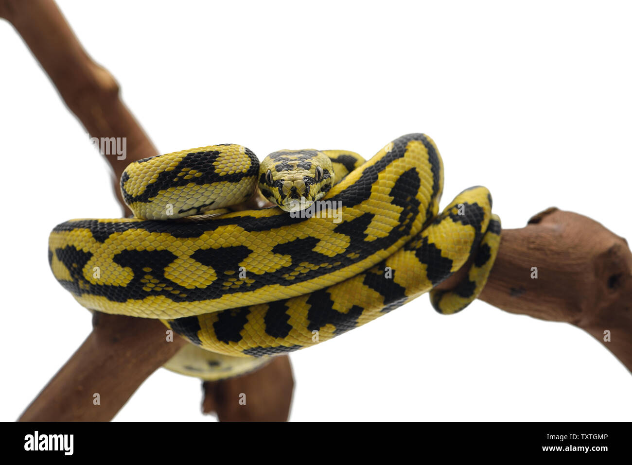 Le tapis python arbre isolé sur fond blanc Banque D'Images