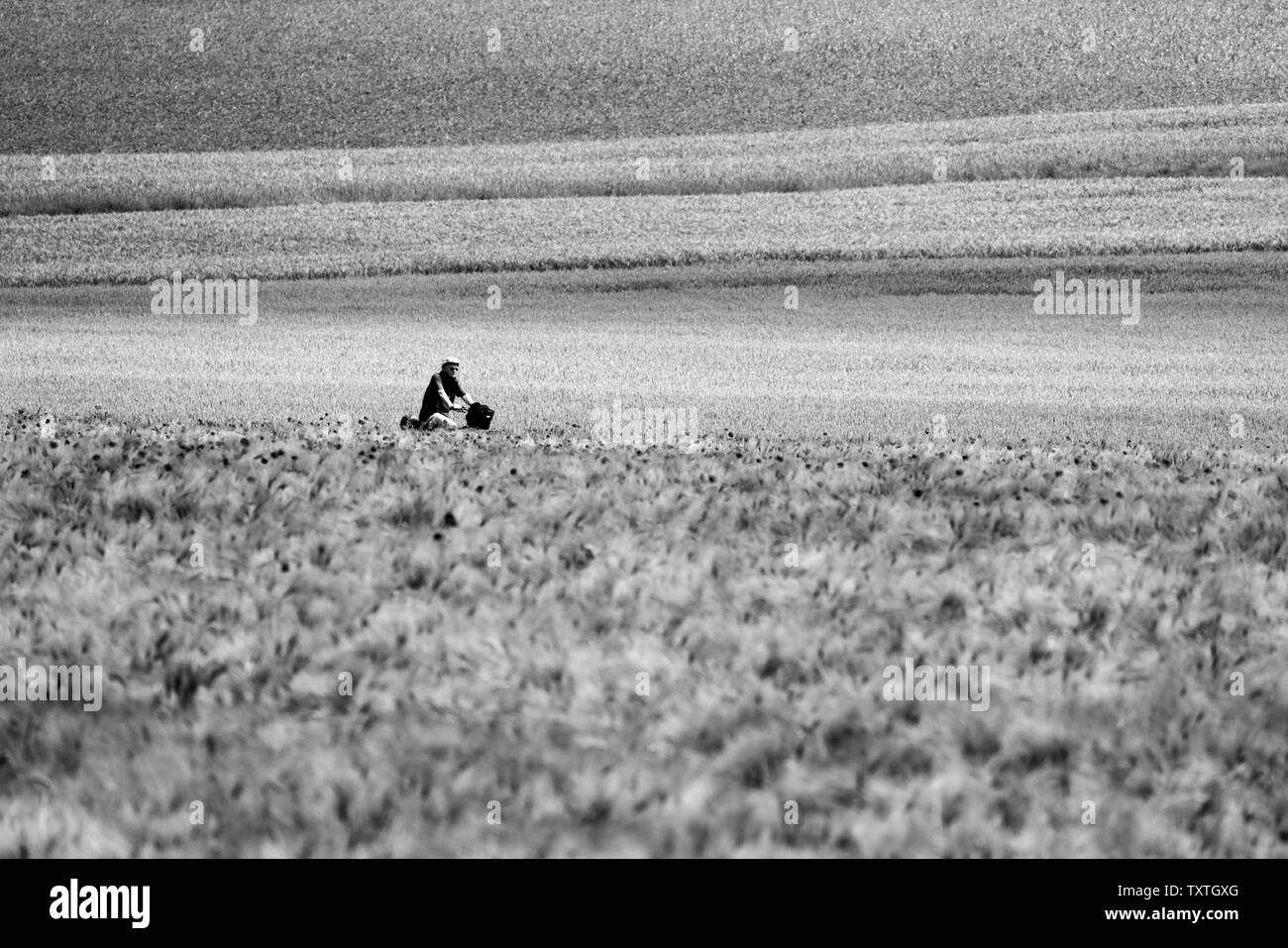 Pavot Rouge commun, champ de maïs, bicyclette, près de Oberweser Weser, Hautes terres, Weserbergland, Hesse, Allemagne Banque D'Images