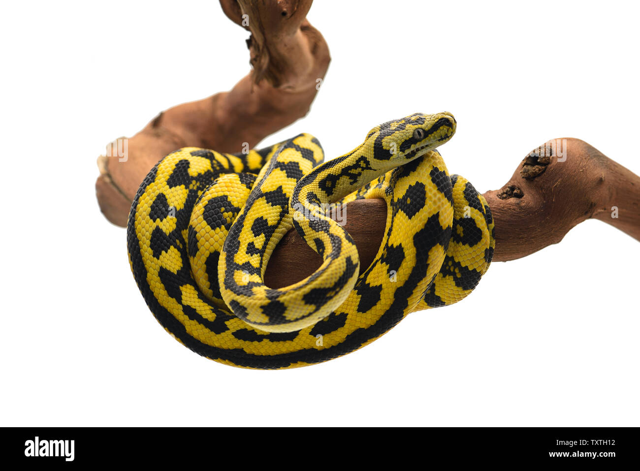 Le tapis python arbre isolé sur fond blanc Banque D'Images