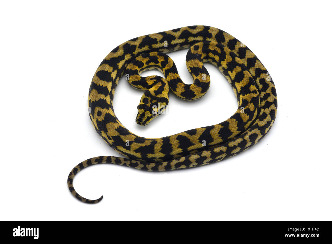 Le tapis python arbre isolé sur fond blanc Banque D'Images