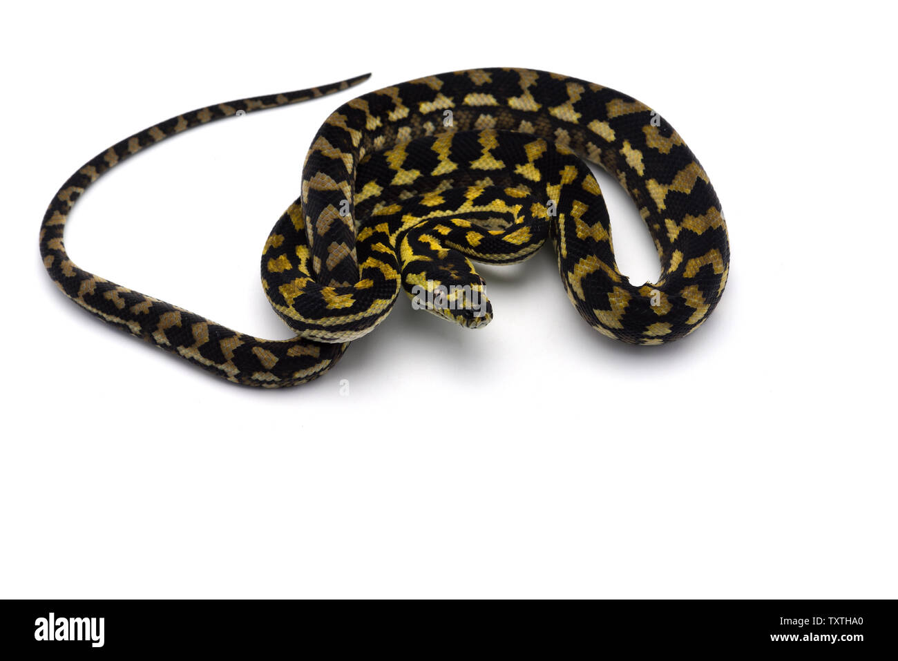 Le tapis python arbre isolé sur fond blanc Banque D'Images