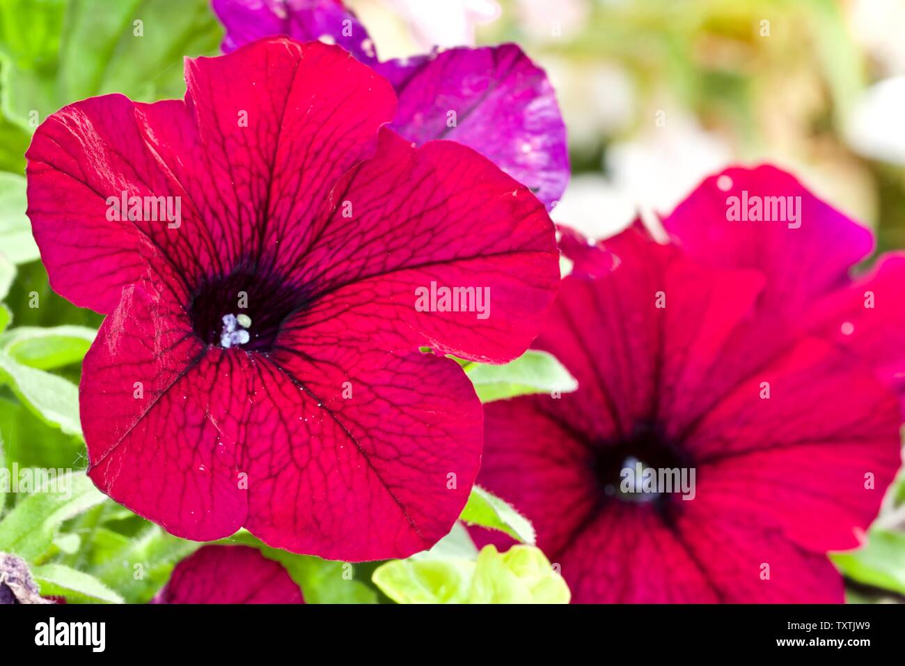 Pourpre Petunia 'Wave' Banque D'Images