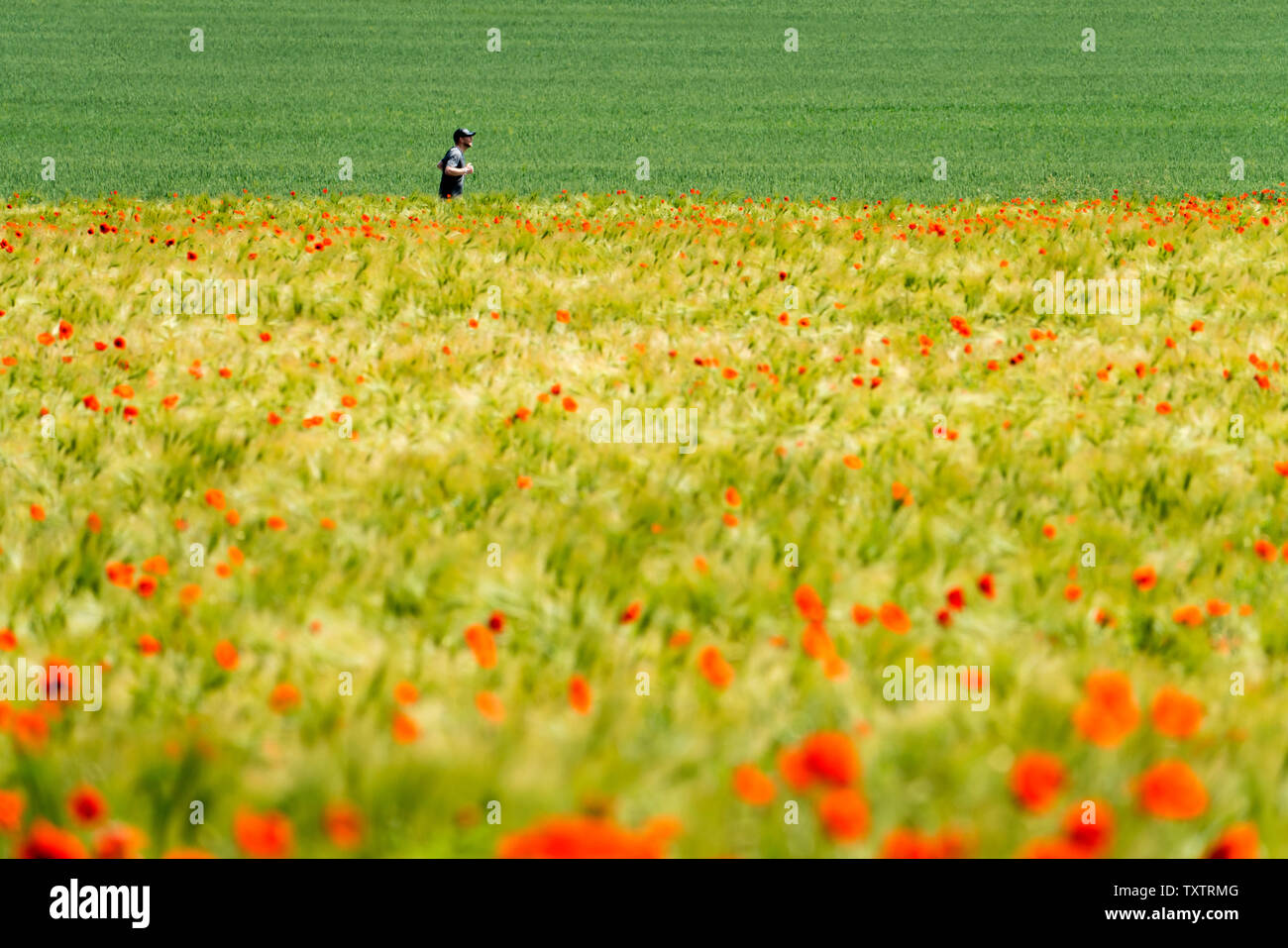 Pavot Rouge commun, champ de maïs, bicyclette, près de Oberweser Weser, Hautes terres, Weserbergland, Hesse, Allemagne Banque D'Images