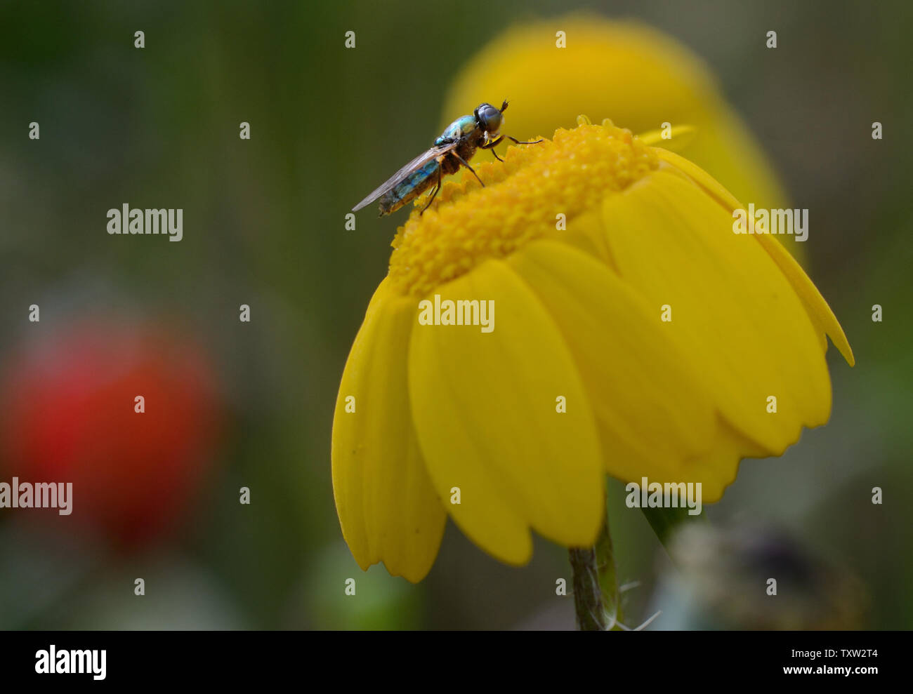 Close-up of fly bleu sur une fleur jaune dans le jardin Banque D'Images