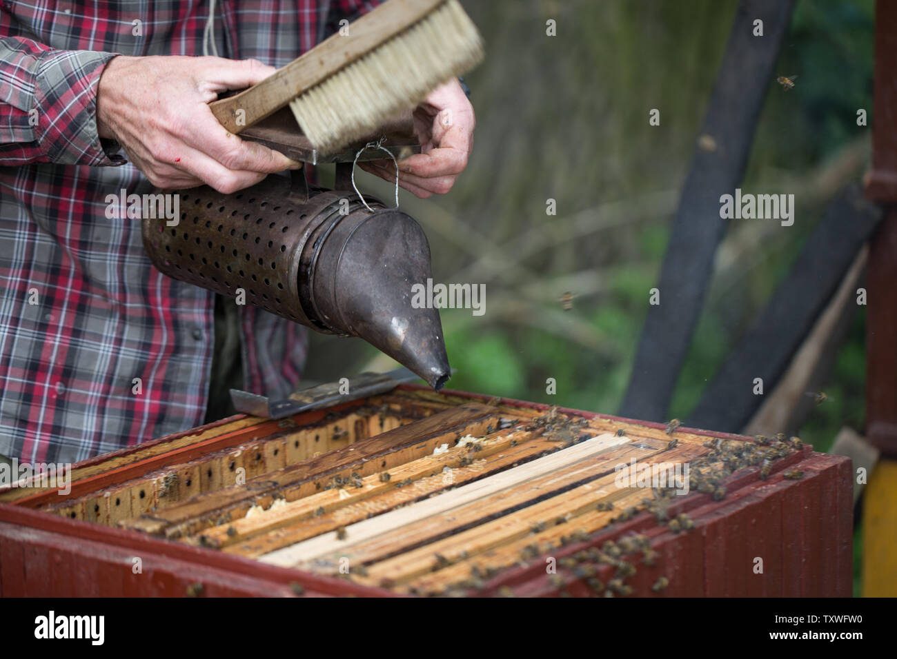 La fumigation des abeilles - un appareil pour faire de la fumée utilisée dans l'extraction du miel pendant l'apiculture Banque D'Images