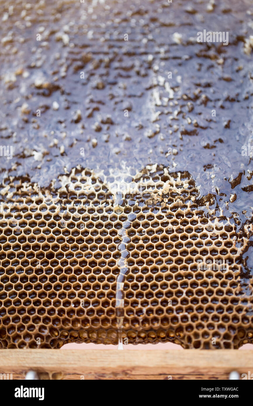 Récolte de miel - la récolte du miel d'abeilles. miel naturel de dégoutter. Banque D'Images