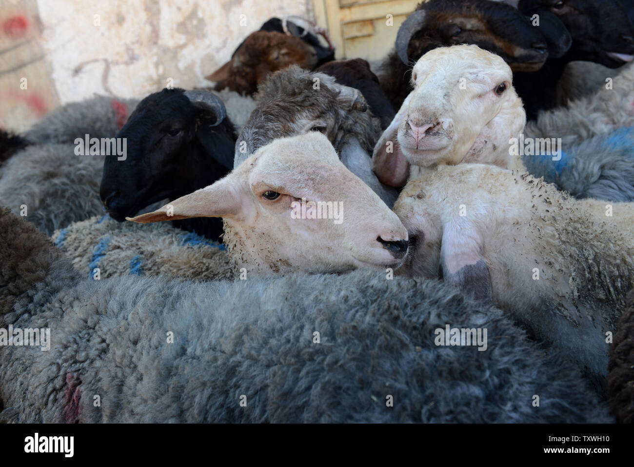 Les moutons attendent d'être sacrifiées par les Musulmans palestiniens sur le premier jour de l'Eid al-Adha festival en Hawawah en Cisjordanie, le 15 octobre 2013. Les musulmans du monde entier célèbrent l'Aïd al-Adha en abattant les moutons, les chèvres, les vaches et les chameaux pour commémorer l'histoire biblique du prophète Abraham est prêt à sacrifier son fils Ismaël sur l'ordre de Dieu. UPI/Debbie Hill Banque D'Images
