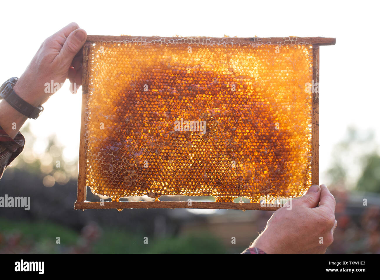 Récolte de miel - la récolte du miel d'abeilles. miel naturel de dégoutter. Banque D'Images