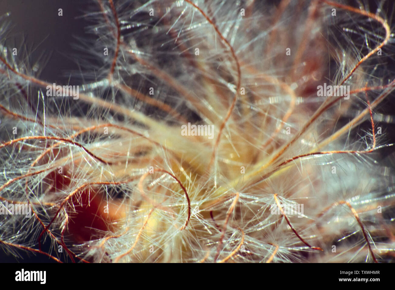 Photographier l'intérieur d'une capsule de graines microscopiques (cas). Gousse (achenium) avec une plume et de l'aigrette, graines à peine visibles, plus léger que l'air Banque D'Images
