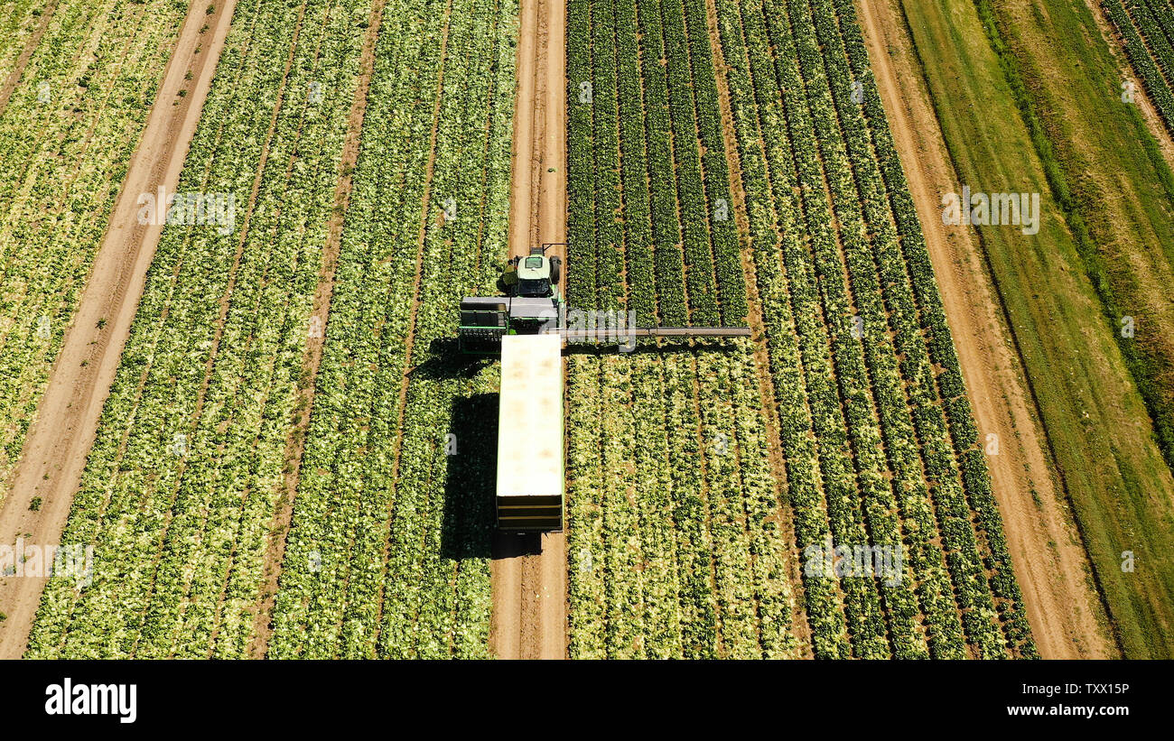 Champs verts vue aérienne avant la récolte à l'été. Terrain agricole avec des machines agricoles. Banque D'Images