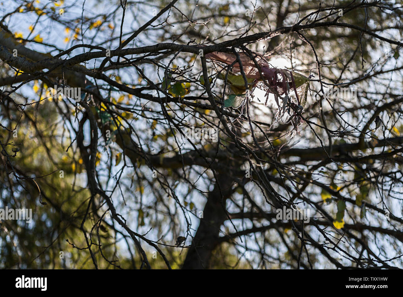 Morceau de tissu de couleur vive prise dans les branches d'un arbre dans un parc local. Banque D'Images