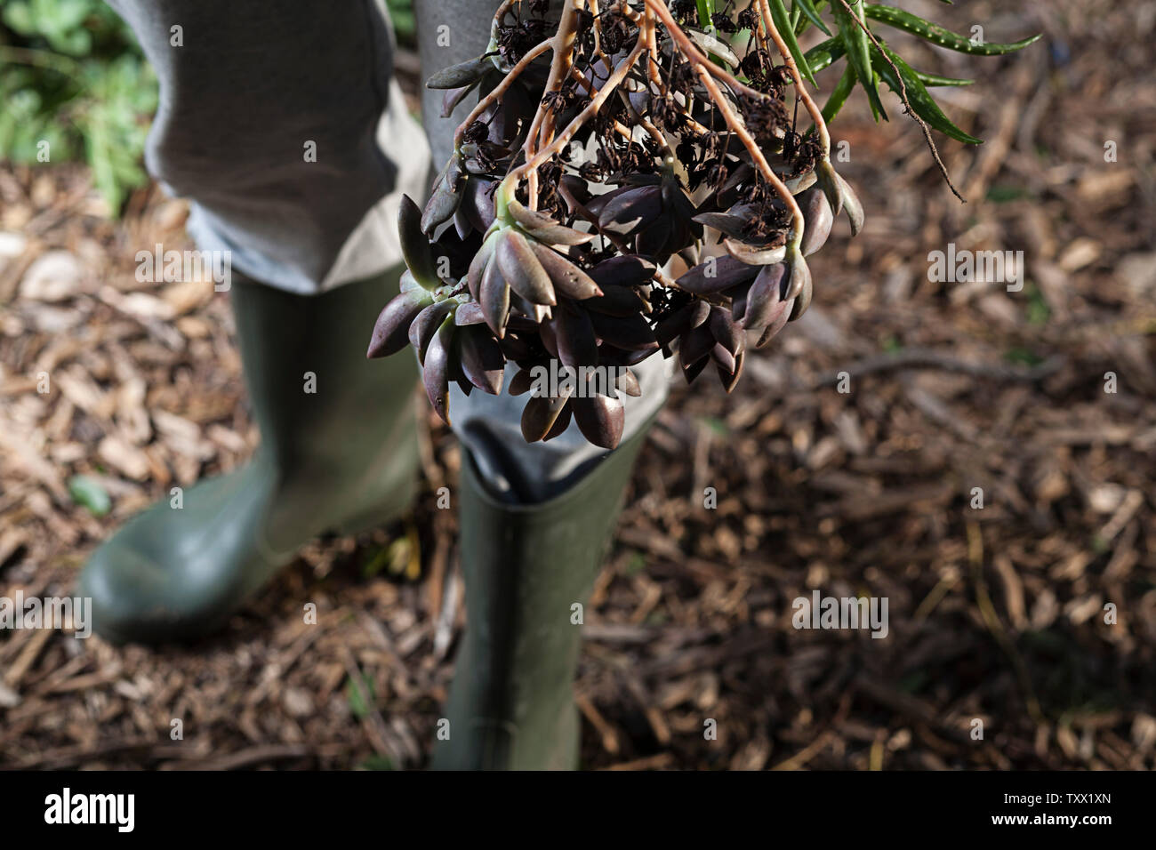 Gros plan photo d'une personne portant des bottes de Wellington vert olive (bottes en caoutchouc) debout sur des copeaux de bois à l'extérieur du jardin tenant des plantes succulentes. Banque D'Images