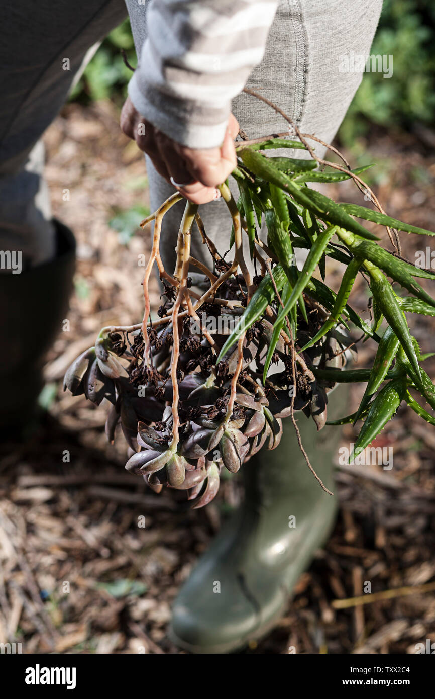 Gros plan photo d'une personne portant des bottes de Wellington vert olive (bottes en caoutchouc) debout sur des copeaux de bois à l'extérieur du jardin tenant des plantes succulentes. Banque D'Images