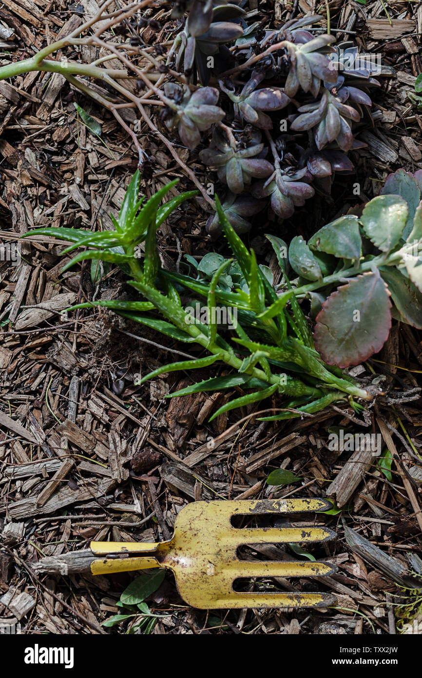 Vue sur le dessus aménagement plat de plantes succulentes et d'équipements de jardinage tolérant la sécheresse regroupés et mis sur des copeaux de bois dans le jardin. Banque D'Images
