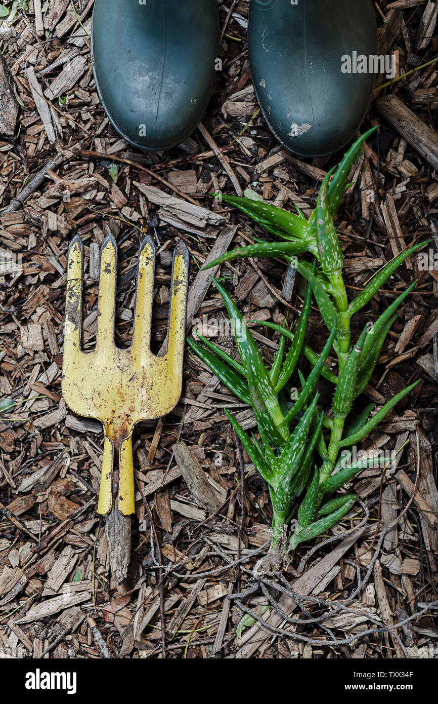 Vue sur le dessus aménagement plat de plantes succulentes et d'équipements de jardinage tolérant la sécheresse regroupés et mis sur des copeaux de bois dans le jardin. Banque D'Images