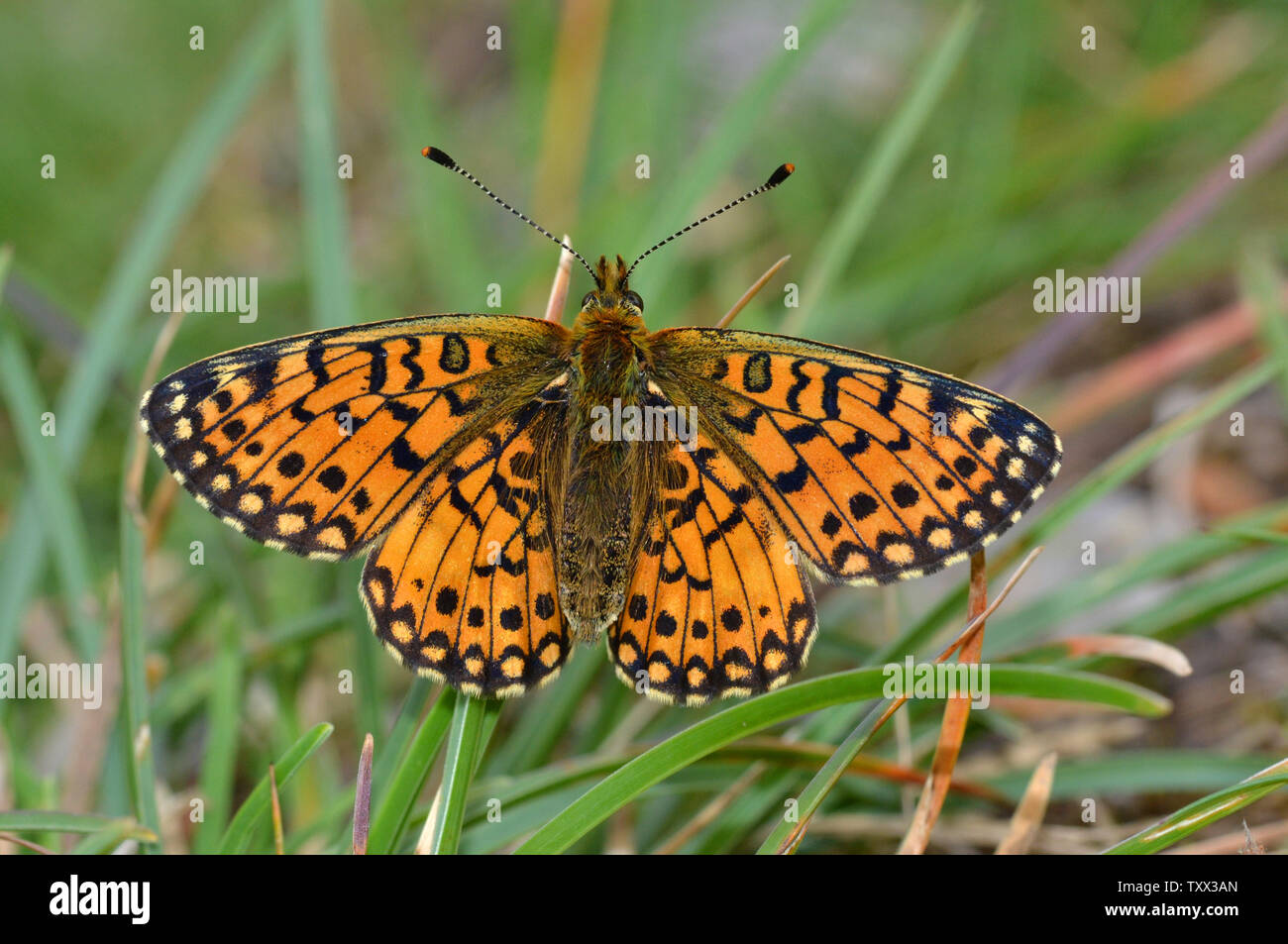 Petite perle bordé Fritillary, Boloria selene, Cumbria Banque D'Images