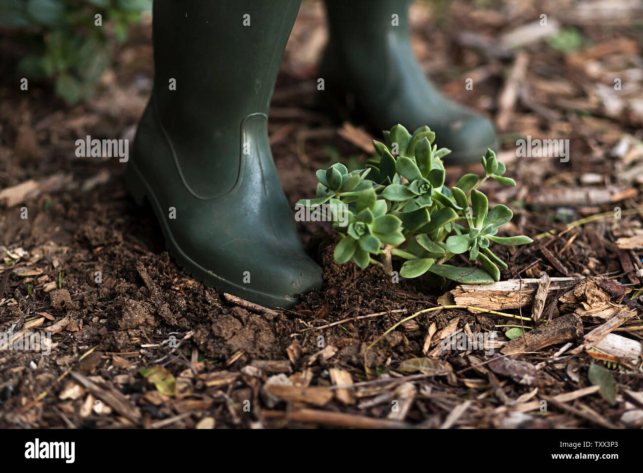 Gros plan photo d'une personne portant des bottes de Wellington vert olive (bottes de wellies) plantant des plantes succulentes. Banque D'Images