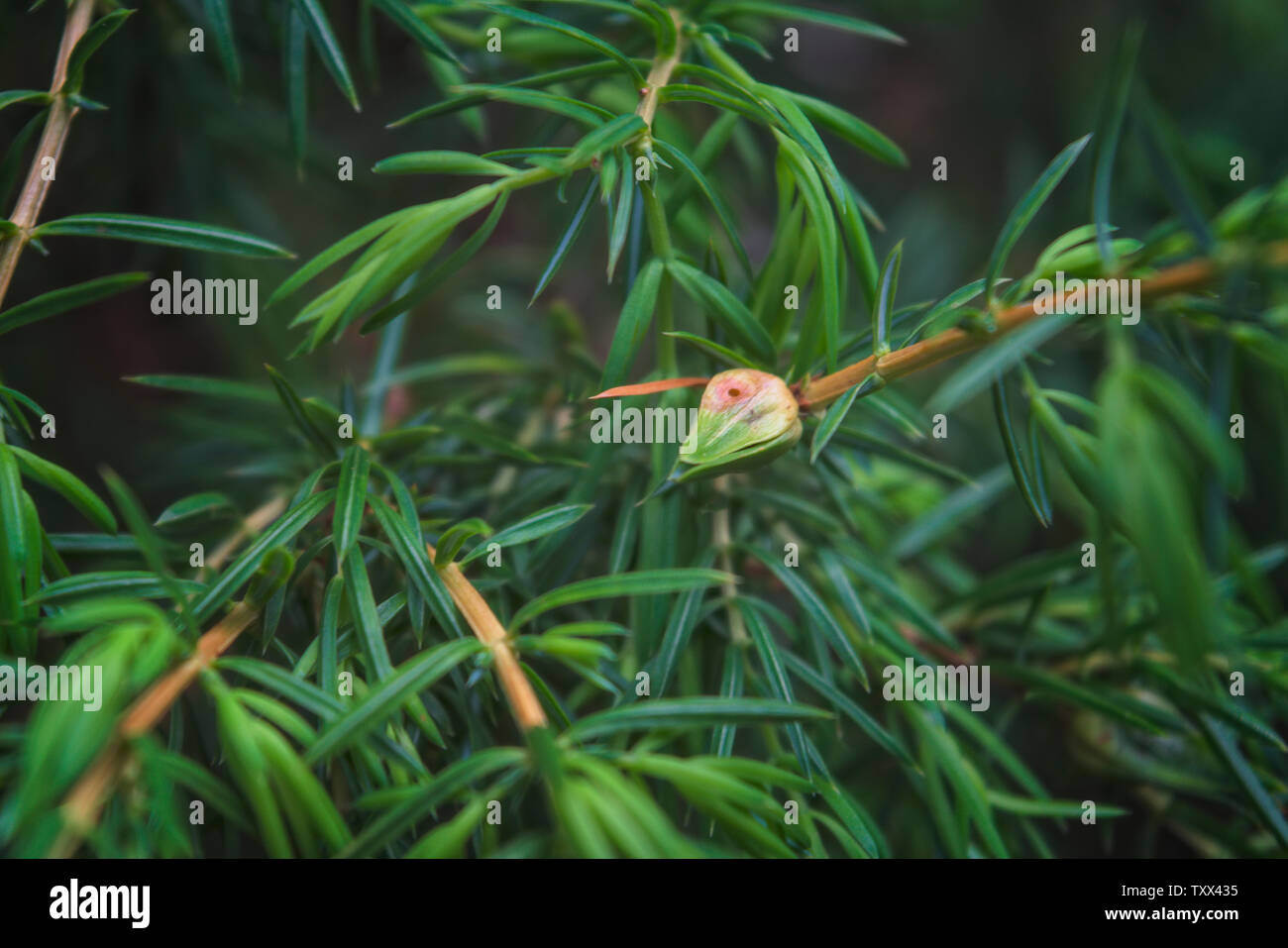 Gros plan du genévrier vert foncé bush branches avec des feuilles pareilles à des aiguilles et berry comme les cônes. Banque D'Images