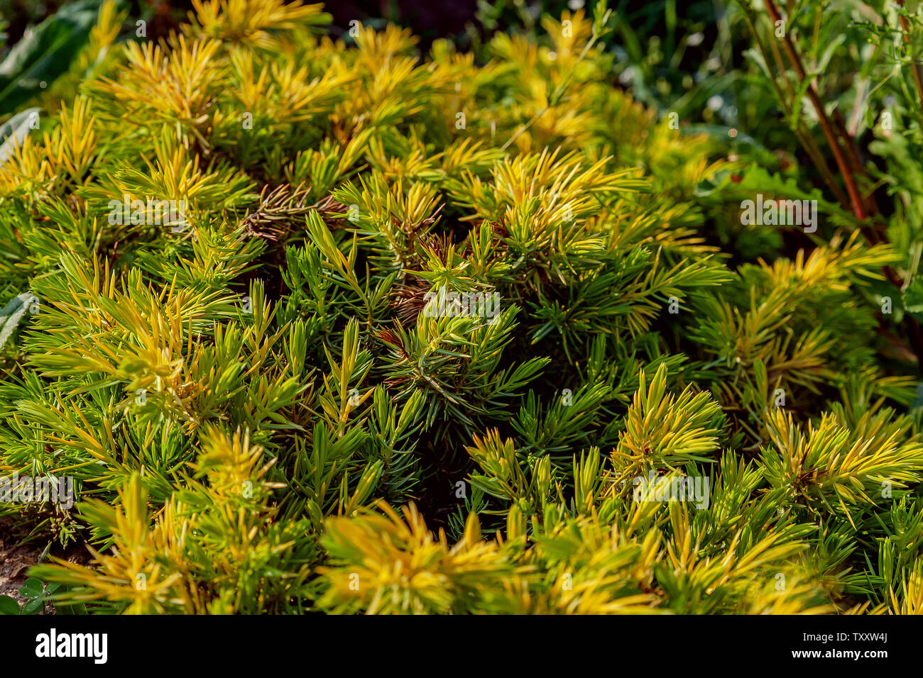 Sapin vert-jaune Banque D'Images