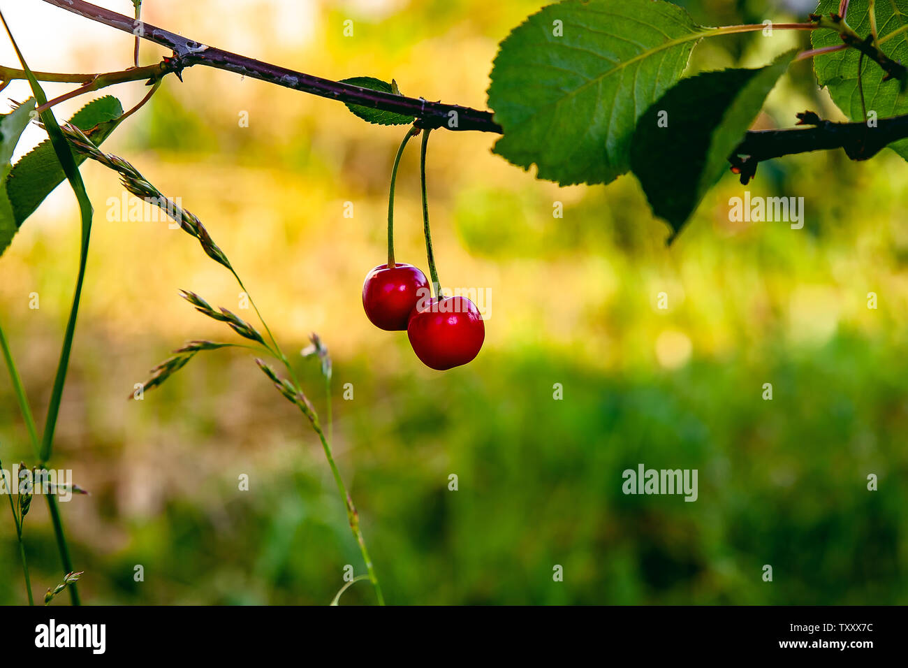Cherry branch aux fruits rouges Banque D'Images