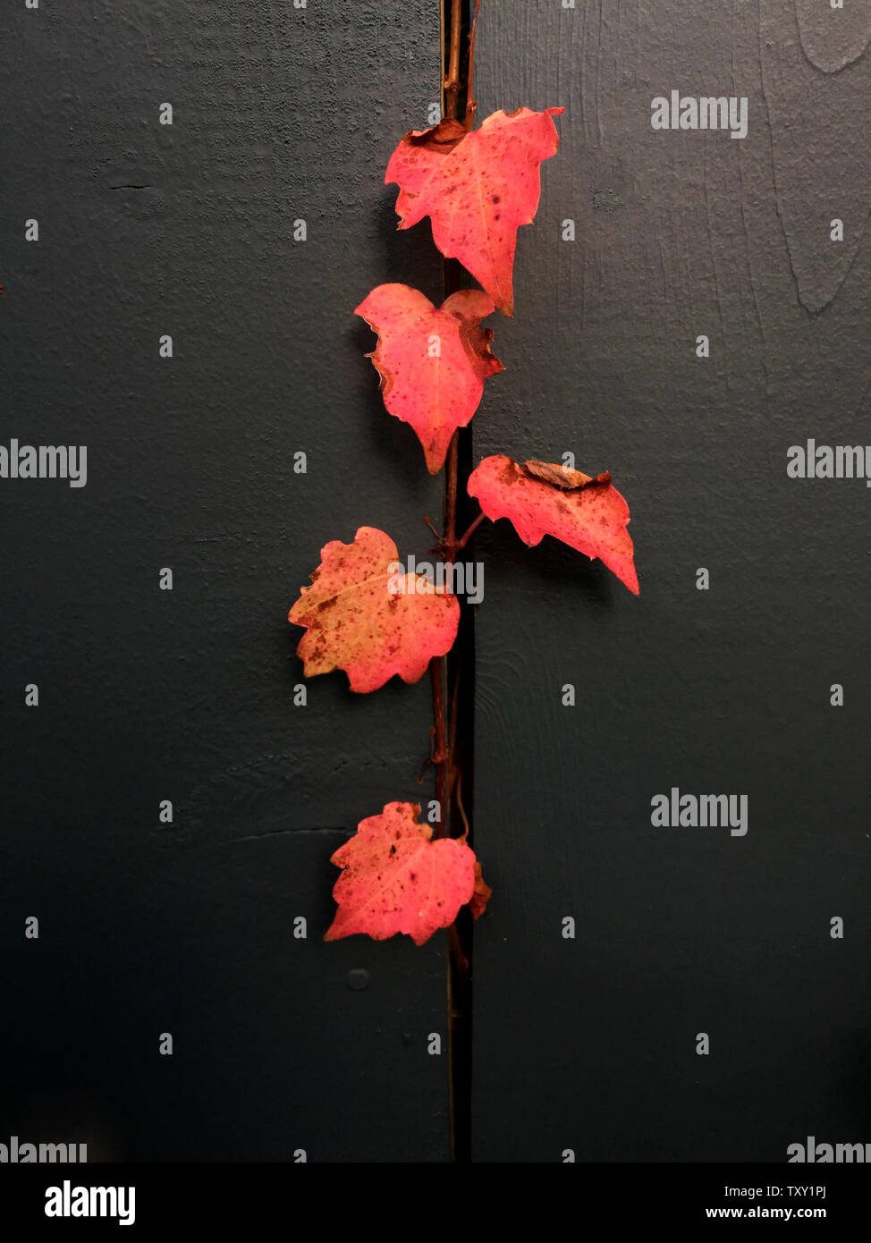 Cinq feuilles aux couleurs automnales vives dépassent d'une clôture en bois noir, Nouvelle-Écosse, Canada. Un agencement minimaliste et naturel dans les couleurs de l'automne. Banque D'Images