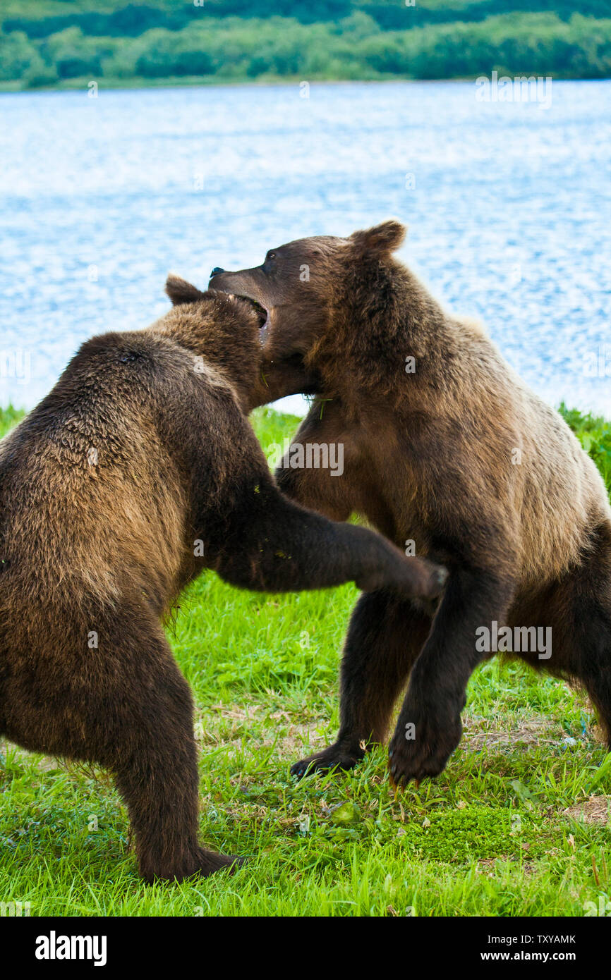 Ours brun (Ursus arctos) combats dans le lac Kurile, péninsule du Kamchatka, en Russie. Banque D'Images