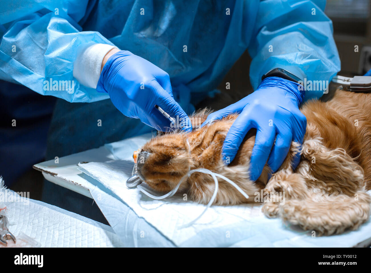 La dentisterie vétérinaire. Chirurgien dentiste vétérinaire traite et élimine les dents d'un chien sous l'anesthésie sur la table d'opération dans un vétérinaire clini Banque D'Images
