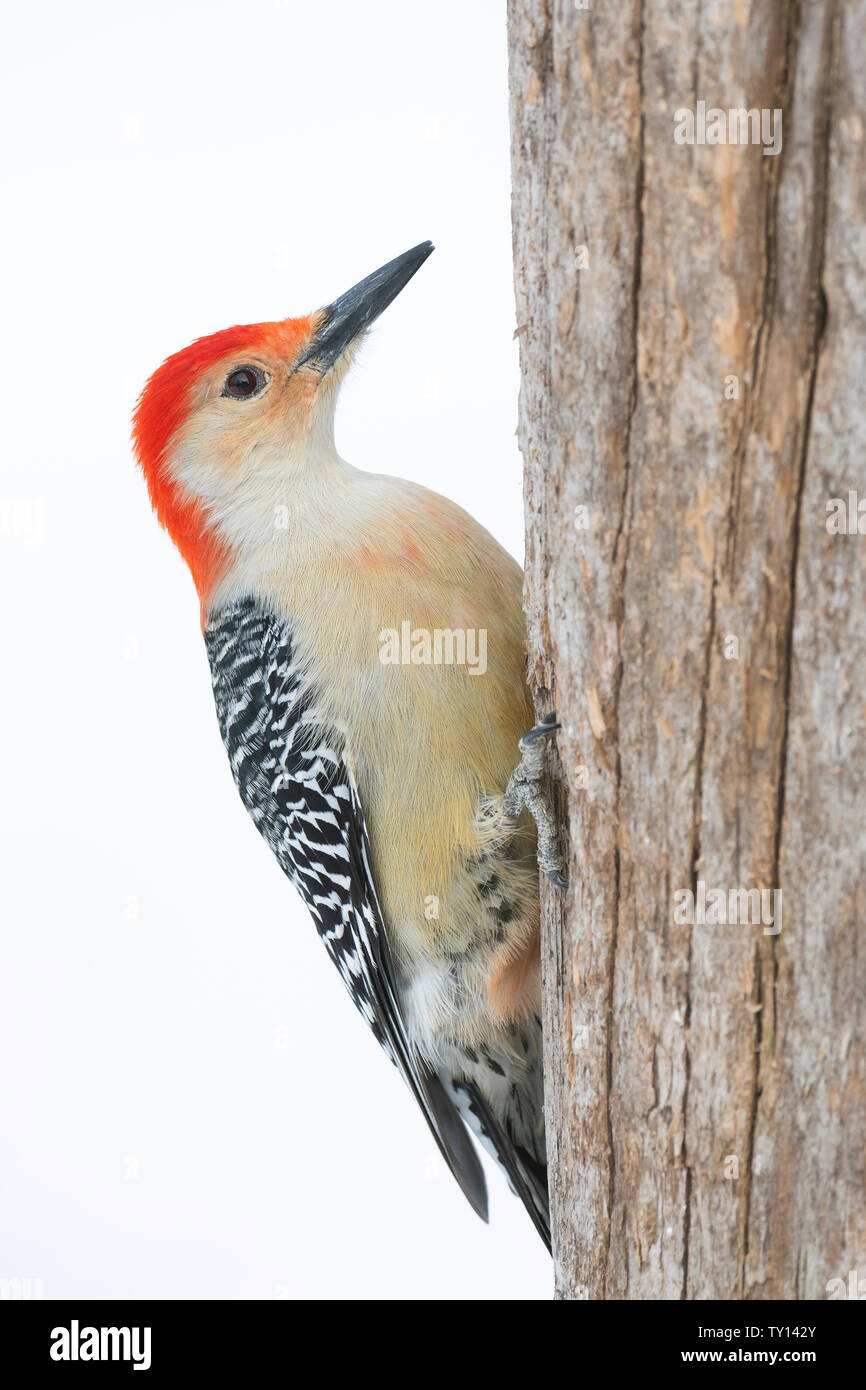 Pic à ventre roux (Melanerpes carolinus), Janvier, E Amérique du Nord, par Dominique Braud/Dembinsky Assoc Photo Banque D'Images