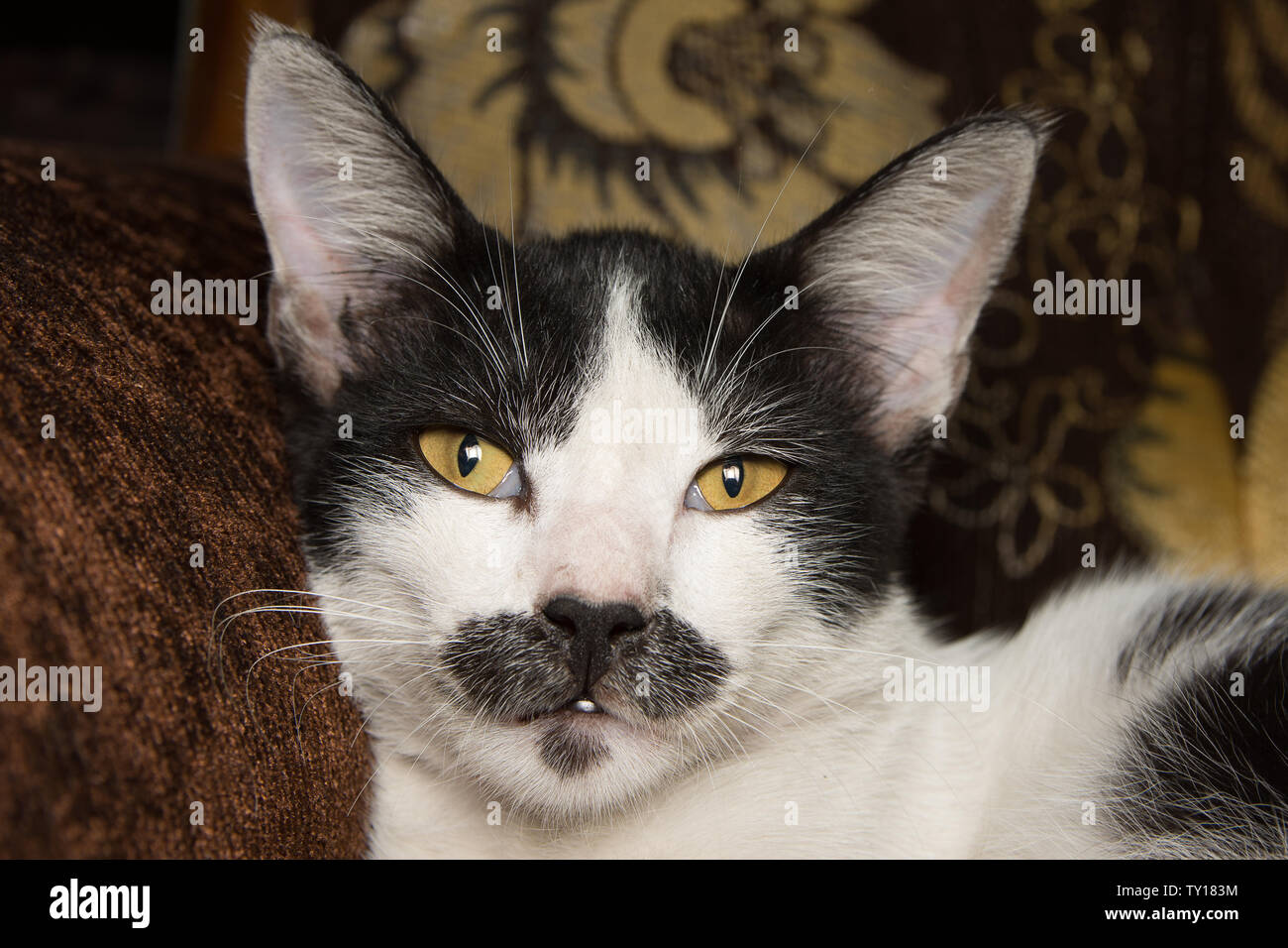 Close up of cat face avec les yeux jaune une mise au point sur les yeux. Banque D'Images