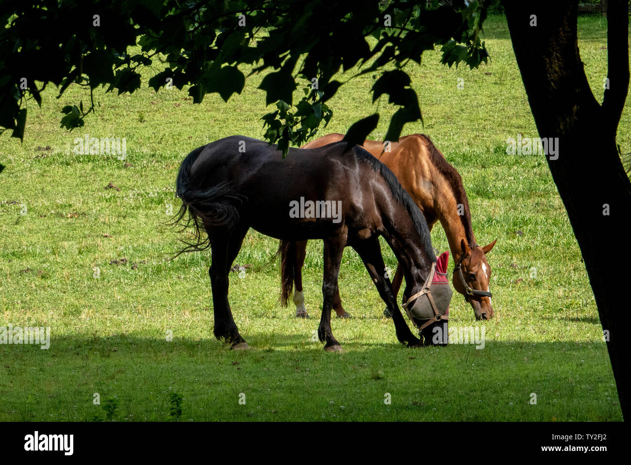 Sous les arbres Banque D'Images