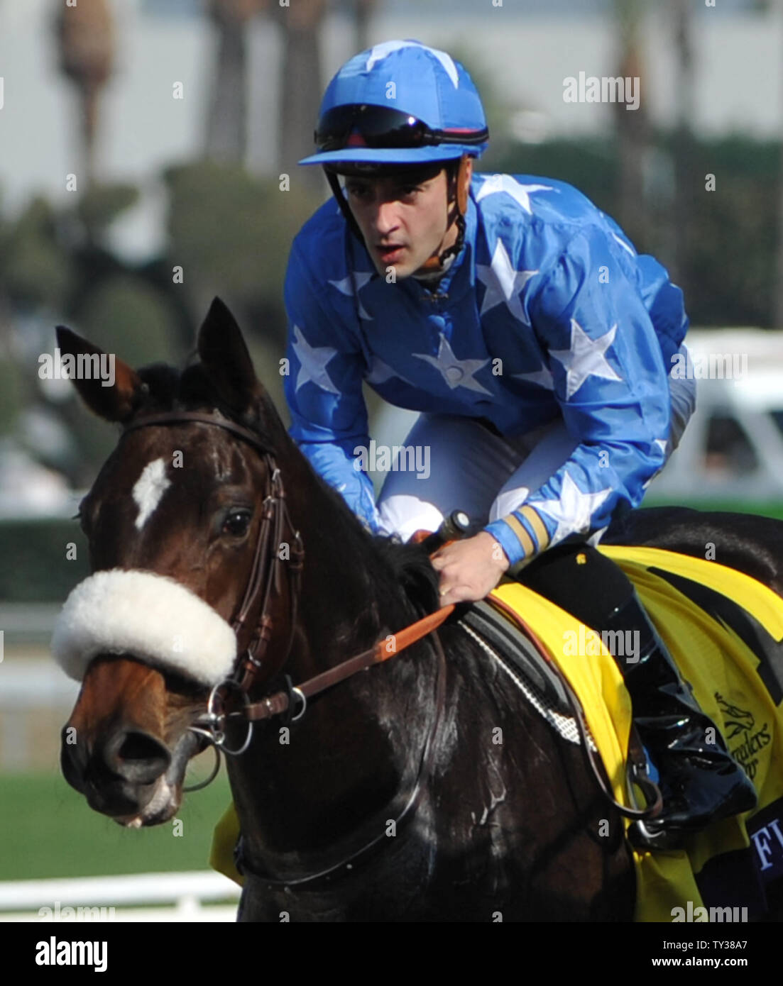 Flotillla, avec Christophe Lemaire à bord, retourne à la winners circle après avoir remporté le Breeders Cup Juvinile Pouliches Turf course de la Breeders Cup Championnats du monde à Santa Anita Park à Arcadia, CA, 2 novembre 2012. UPI/Art Foxall Banque D'Images