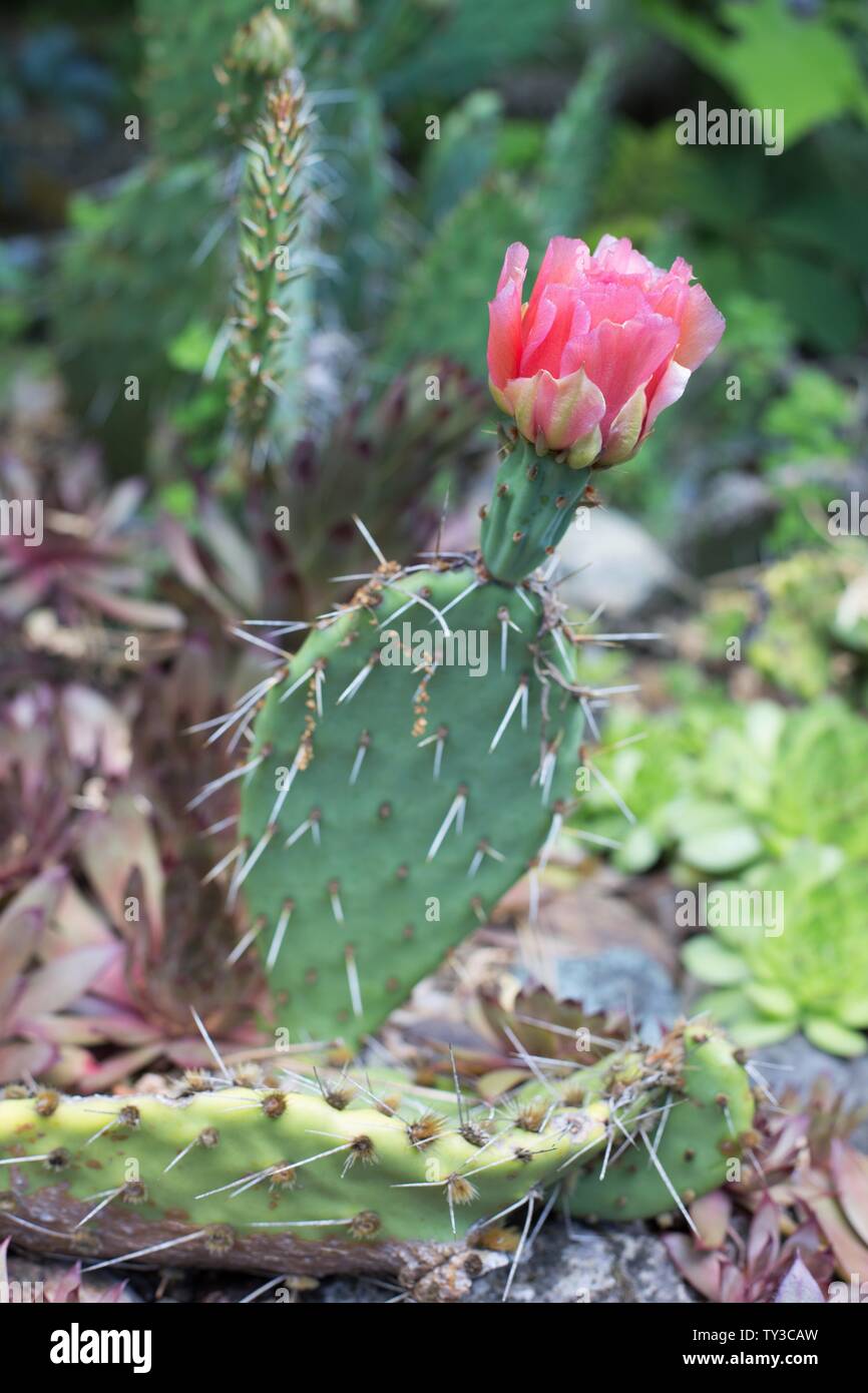 Cactus Opuntia polyacantha. Banque D'Images