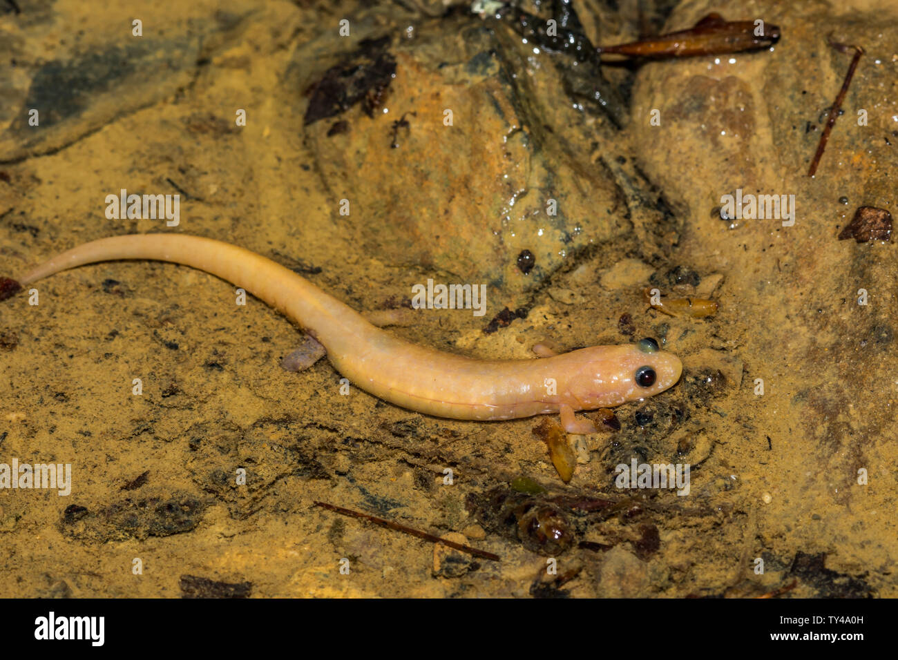 Salamandre sombre des albinos Banque D'Images